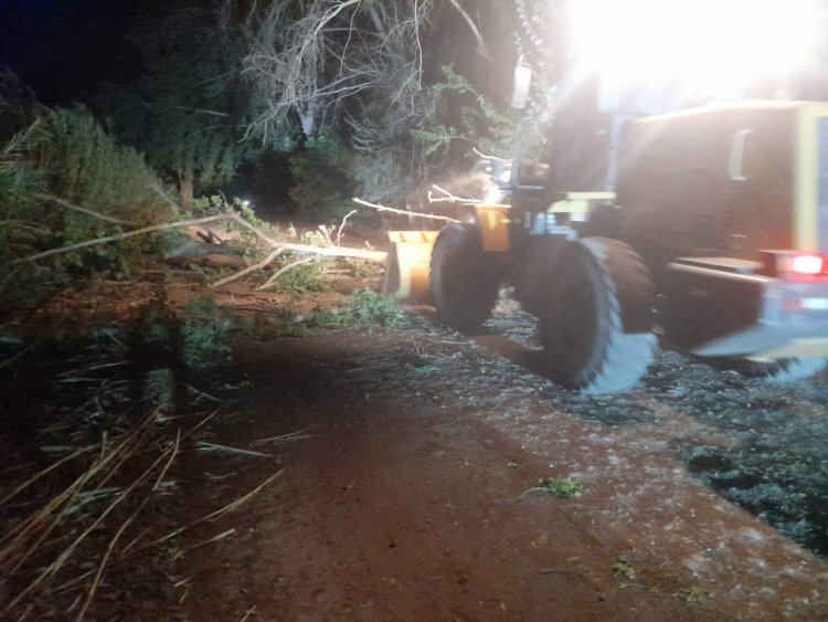 Rivadavia por el zonda levantó más de 20 árbol caídos