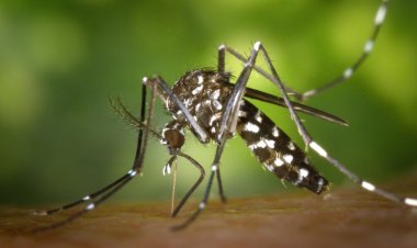 Detectaron los primeros casos autóctonos de dengue en el AMBA