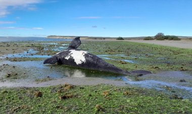 Aparecieron 21 ballenas muertas en Península Valdés
