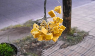 Cronograma actualizado de desinsectación y desratización en la Ciudad