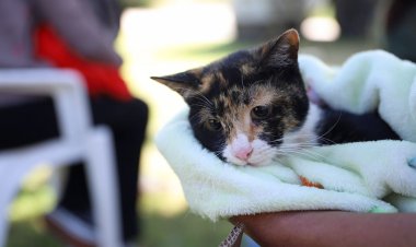 La Ciudad refuerza la esterilizaciónn para perros y gatos