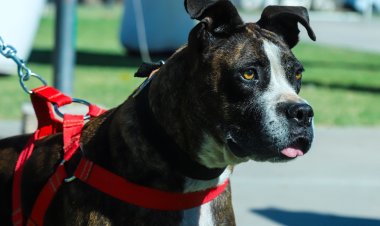 Concepción: nueva jornada de vacunación antirrábica gratuita para mascotas