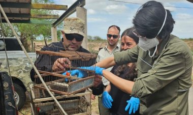 San Juan y San Luis trabajan en conjunto por la conservación de aves autóctonas