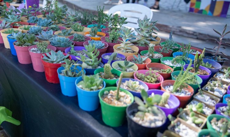Taller sobre manipulación de plantas autóctonas y cactus en la Ciudad