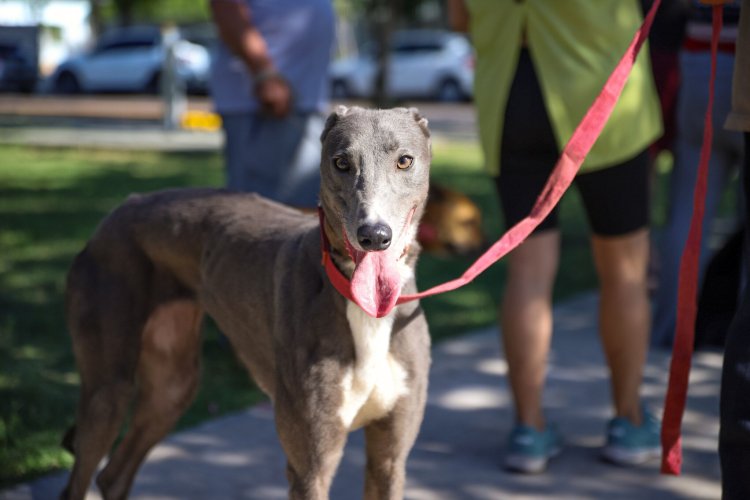 Conocé los nuevos puntos de atención del Quirófano Móvil