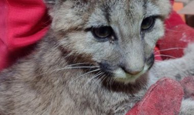 Importante hallazgo científico en Rivadavia