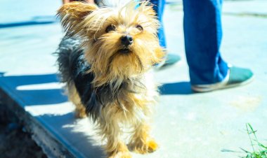 Continúa le esterilización de mascotas en Trinidad