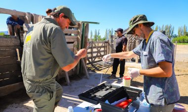 Jáchal realizó la primer jornada de Inseminación en Bovinos 