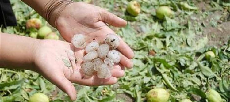 Los productores afectados por el granizo deben informar al RUPE