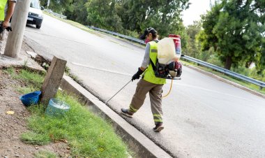 La Ciudad programó un nuevo cronograma de desinsectación o desratización