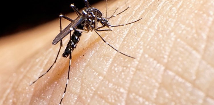 Difundieron el parte actualizado de dengue en el país, ¿hay casos en San Juan?