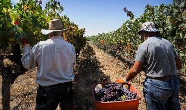 Los trabajadores de la vitivinicultura festejan cada 1 de febrero su día