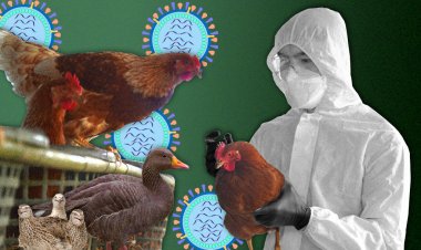 Paraguay emitió una alerta sanitaria por casos de gripe aviar en una región cercana a la Argentina