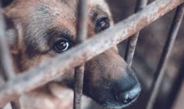 Aumentaron las multas por el maltrato animal