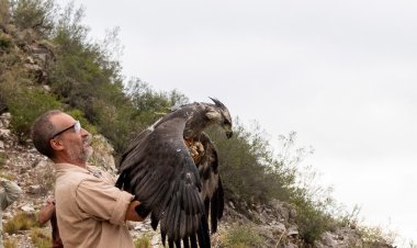 Regreso a la libertad: un Águila Coronada rescatada fue liberada en Sarmiento