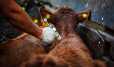 Comenzó la primera campaña anual de vacunación contra la fiebre aftosa del 2025