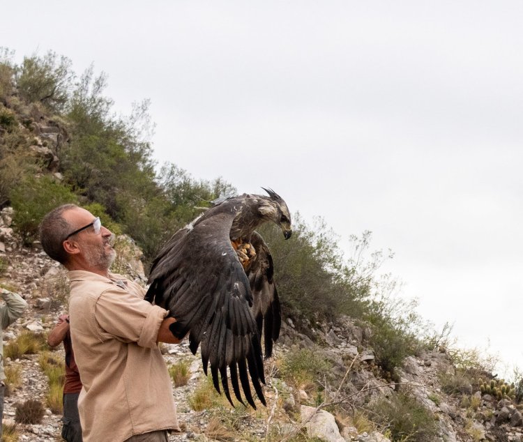 Regreso a la libertad: un Águila Coronada rescatada fue liberada en Sarmiento