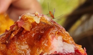 Producción invita a una Jornada de Concientización sobre la Mosca de los Frutos