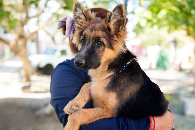 Vacunación antirrábica y desparacitación en Plaza Italia