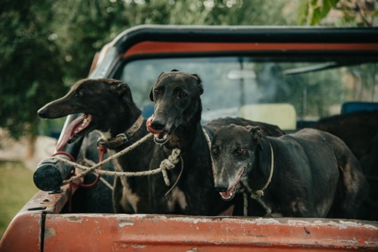 Día del Animal: San Juan refuerza su lucha contra el maltrato animal