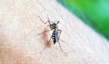 Alerta en Santa Fe por un fuerte aumento de casos de dengue