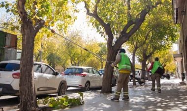Continúa el Plan de Poda para mejorar la iluminación, seguridad y salud del arbolado de la Ciudad