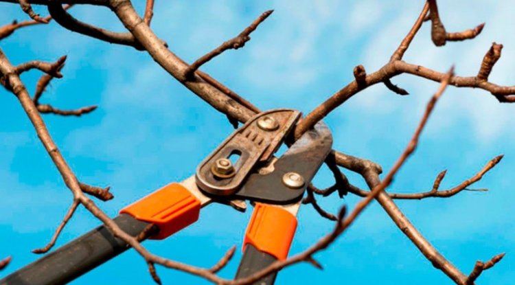 Comienza el periodo de poda: permisos, requisitos y dónde realizar el trámite