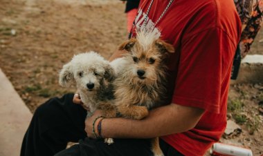 El quirófano móvil de esterilización estará en Santa Lucía, Albardón y Chimbas