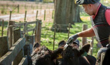 Amplían el calendario de vacunación ganadera en San Juan