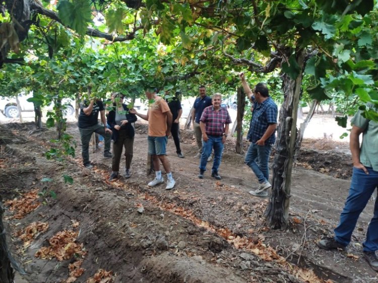 San Juan fortalece su producción con la creación de la Mesa de Viveros Vitícolas