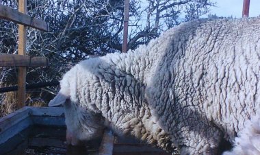 El INTA desarrolló un bebedero que evita que se congele el agua