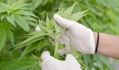 CanMe se convierte en la primera empresa argentina con certificación orgánica para cannabis medicina