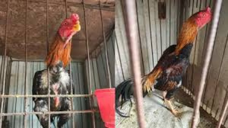 Rescatan 92 gallos de peleas clandestinas en Caucete