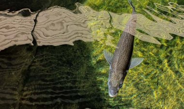 Comenzó la temporada de reproducción de pejerrey en el Parque de la Biodiversidad