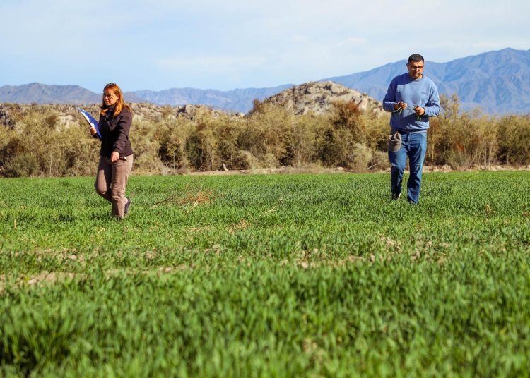 En el marco del Plan Triguero Jáchal acompaña a productores