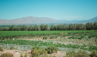 Se recuperan las exportaciones del sector vitivinícola en San Juan