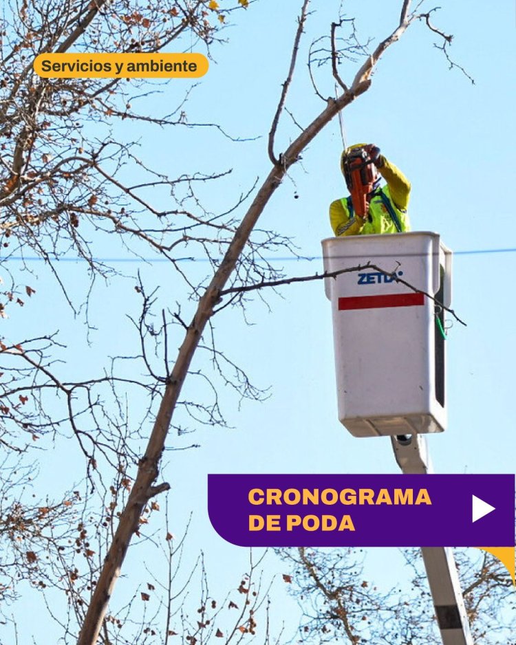 Avanza el Plan de Poda en la Ciudad con Cronograma Semanal