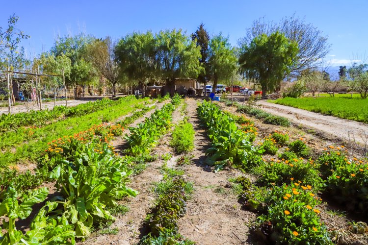 Jornada de Capacitación en Huerta Agroecológica