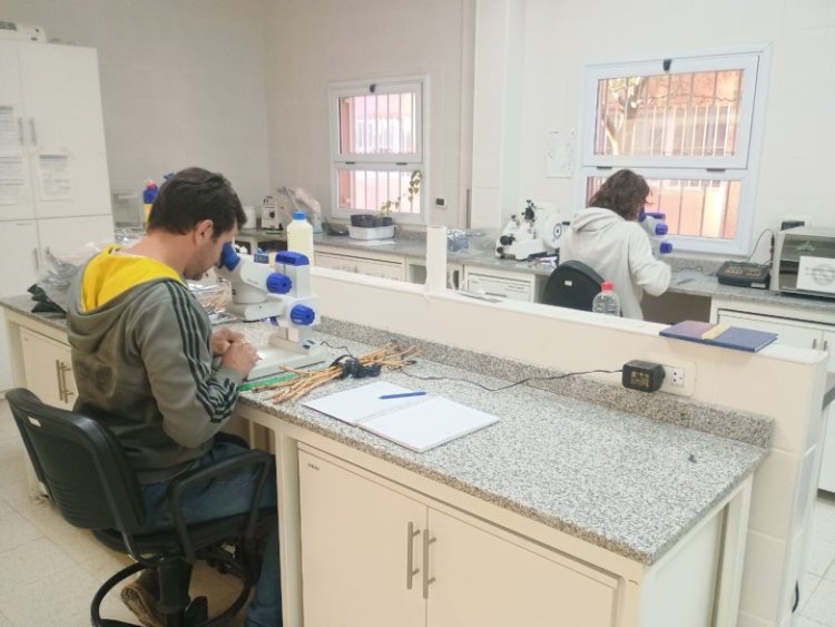 Controlan más de 600 hectáreas de cultivos semilleros en el Valle de Tulum