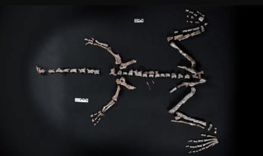 La Rioja: encontraron restos fósiles de un dinosaurio que vivió hace más de 230 millones de años