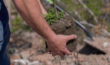 Hasta el 15 de diciembre se podrá solicitar árboles para instituciones sociales