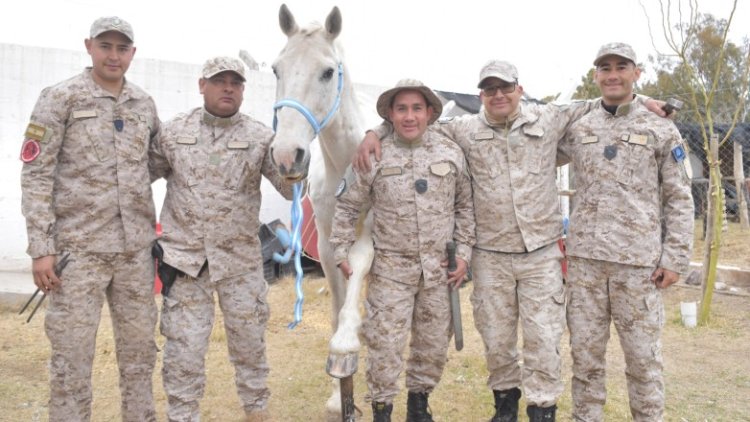 La División Rural recupera y cuida caballos rescatados del maltrato