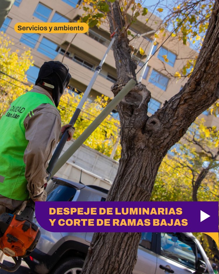 Operativo de despeje de luminarias y poda preventiva en Capital