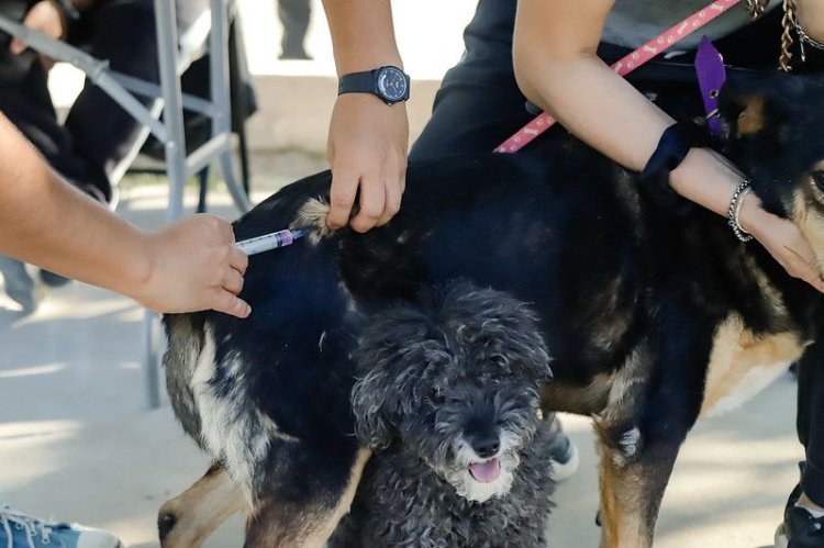 Nueva jornada de vacunación antirrábica gratuita para perros y gatos