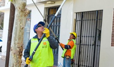 Cronograma de trabajos de arbolado público en la Ciudad de San Juan
