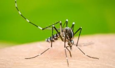 Dengue: así está la situación epidemiológica en el país