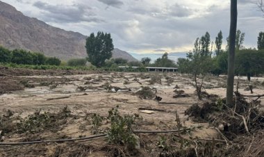 Relevan daños climáticos en uva, olivo y frutales en Zonda