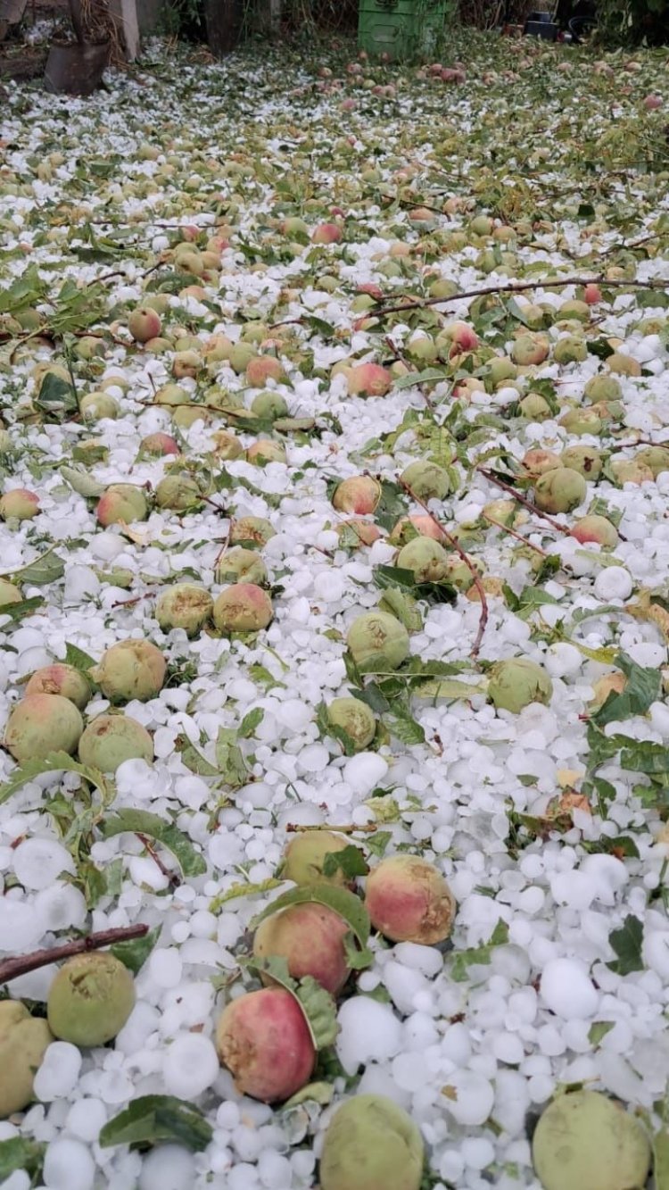 El granizo destruyó gran parte de  la cosecha en  Iglesia