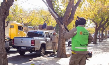 Continúan las tareas de mantenimiento del arbolado público en la Ciudad