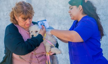 En 2025 se realizaron más de 1500 esterilizaciones y vacunaciones en quirófano y operativos municipales